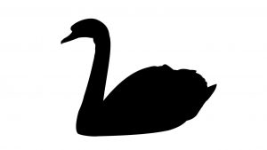 black swan event